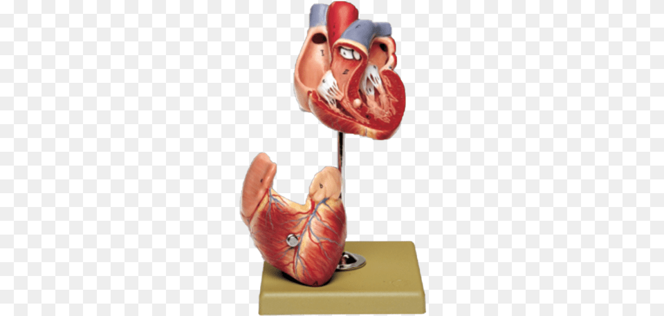 Two Part Heart Modeldata Zoom Cdn Somso, Figurine, Body Part, Person, Torso Free Png Download