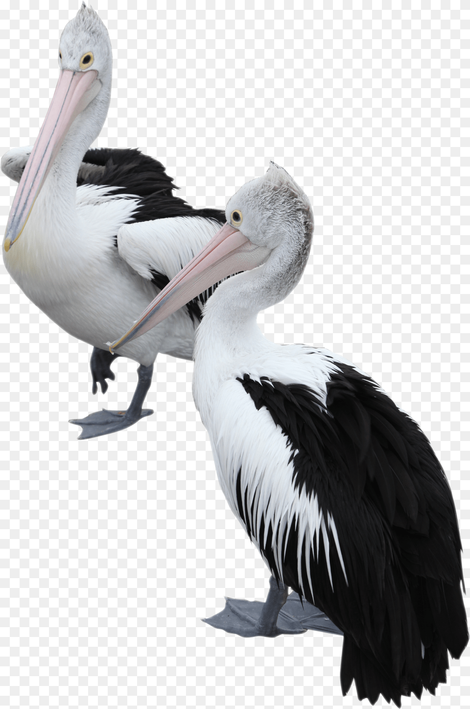 Two Pelicans Image Brown Pelican, Animal, Bird, Waterfowl, Beak Free Transparent Png