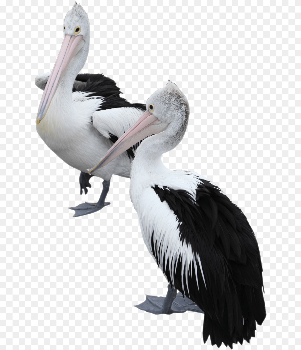 Two Pelicans Image Portable Network Graphics, Animal, Bird, Waterfowl, Beak Free Transparent Png
