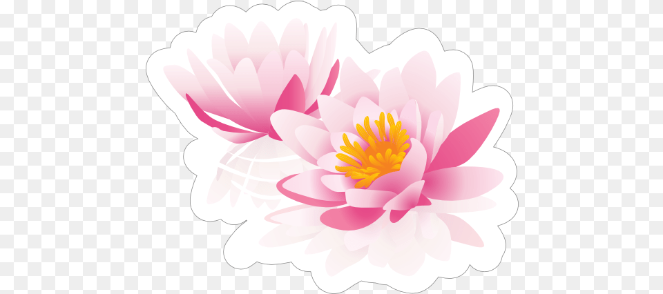 Two Pink Lotus Flower Sticker Language, Dahlia, Plant, Petal, Anther Free Png