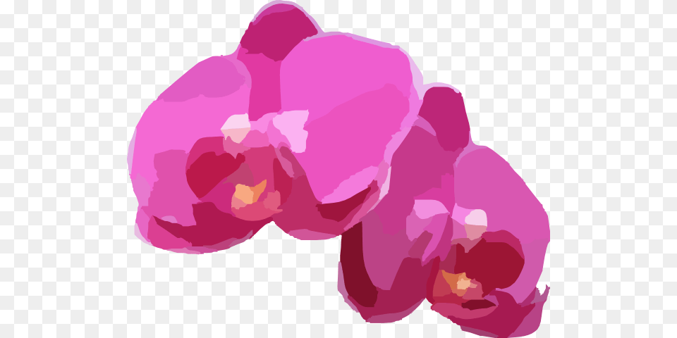Two Pink Orchids Clip Art At Clker Vector Orchid, Plant, Flower, Adult, Male Png Image