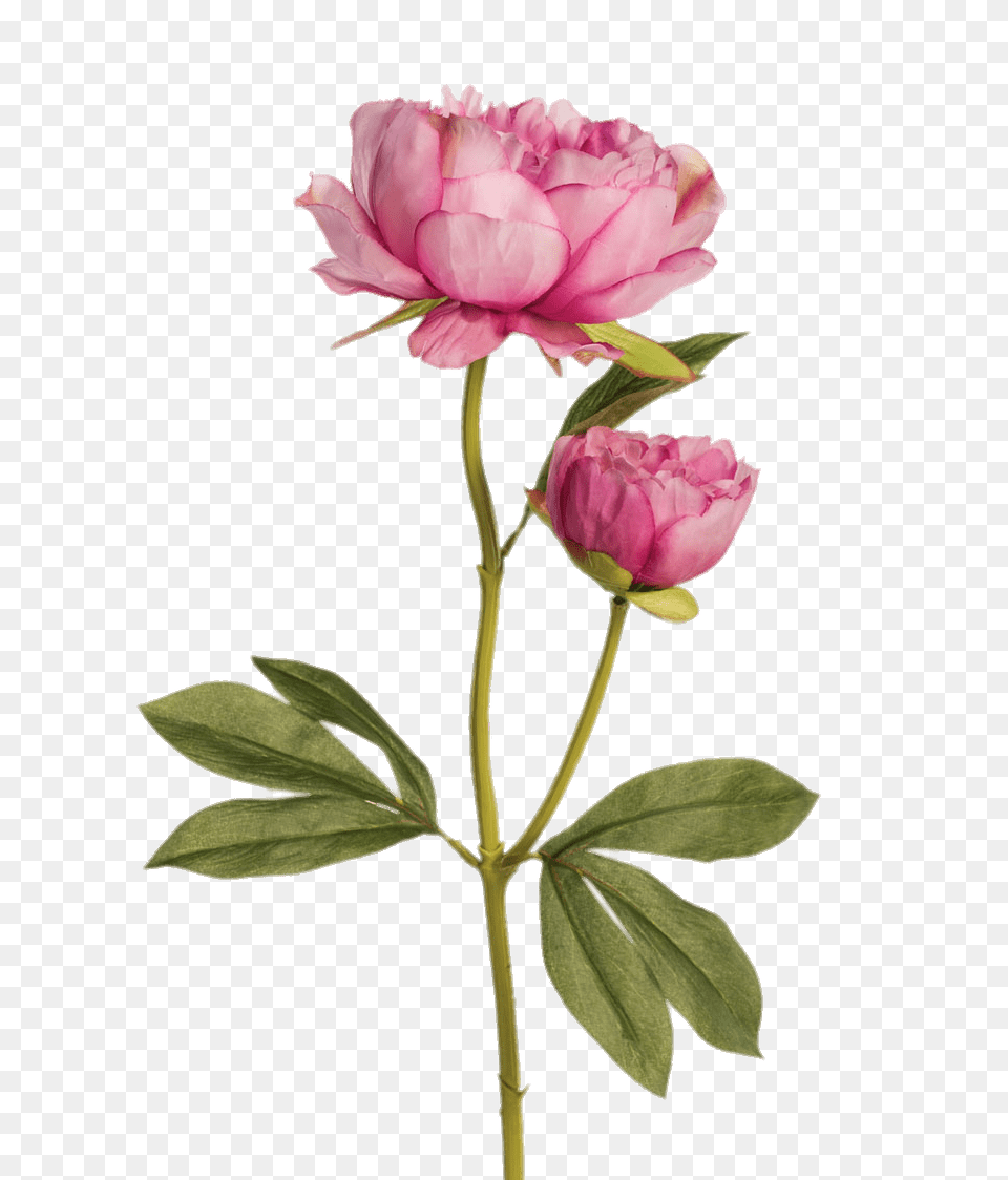 Two Pink Peonies, Flower, Geranium, Plant, Rose Png Image