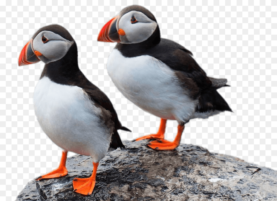 Two Puffins On A Rock, Animal, Bird, Puffin Png Image