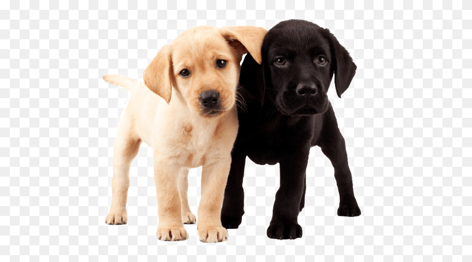 Two Puppies 2 Labrador Puppies, Animal, Canine, Dog, Labrador Retriever Free Png Download