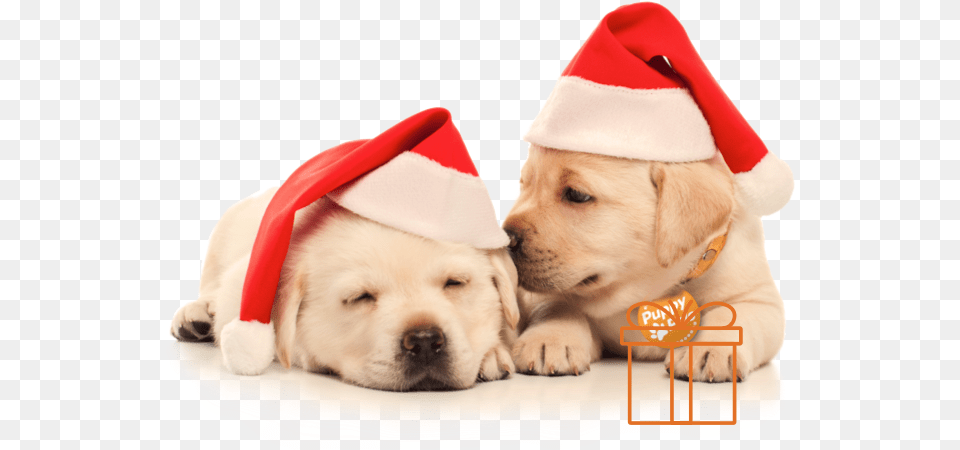 Two Puppies In Christmas Hats Dog With Christmas Puppies, Animal, Canine, Mammal, Pet Png