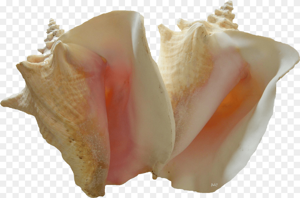 Two Queen Conchs Two Pink Conchs Tote Bag, Animal, Invertebrate, Sea Life, Seashell Free Transparent Png