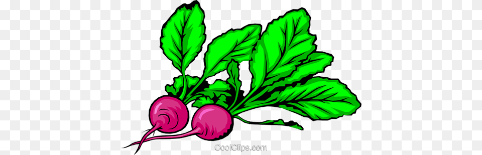 Two Radishes Royalty Vector Clip Art Illustration, Food, Produce, Plant, Radish Free Png Download