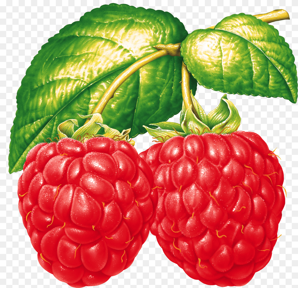 Two Raspberries On Branch, Berry, Food, Fruit, Plant Free Png