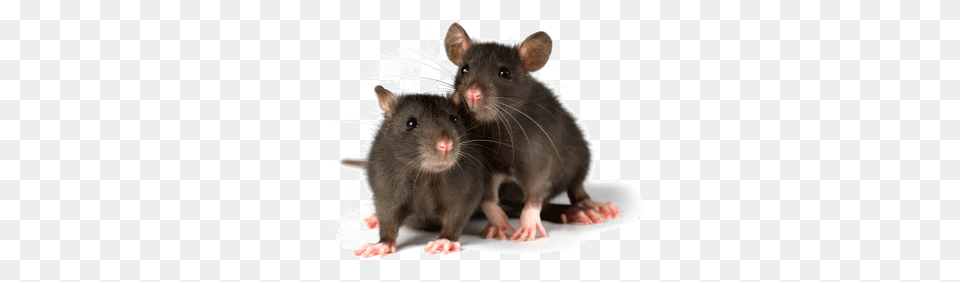 Two Rats, Animal, Mammal, Rodent, Rat Png