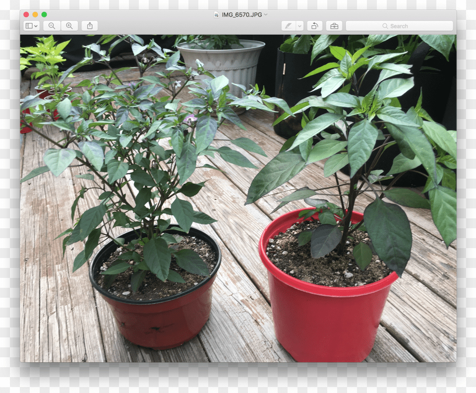 Two Same Plants Growing, Cookware, Potted Plant, Pot, Plant Free Transparent Png