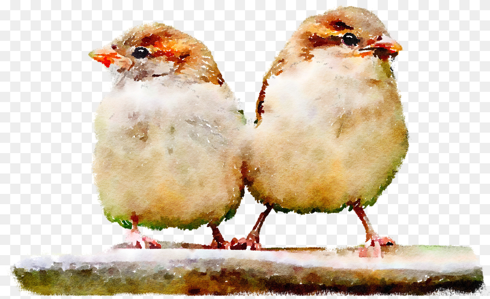 Two Sparrows Are Sitting Two Sparrow Free Transparent Png