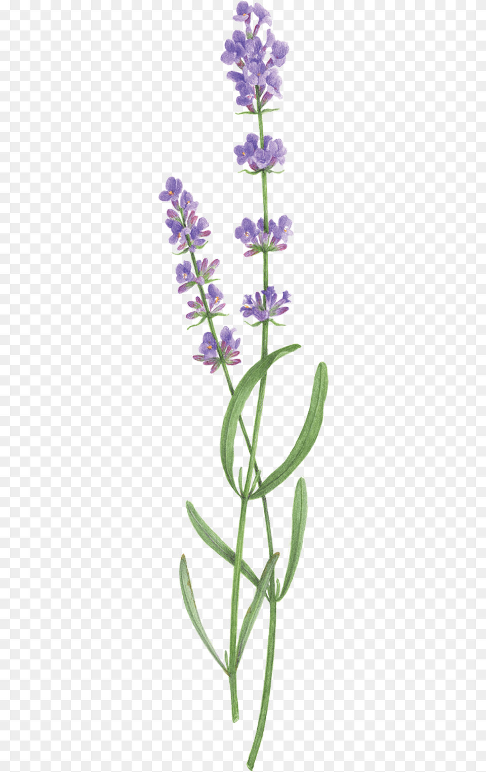 Two Sprigs Of Lavender, Flower, Plant, Grass Png