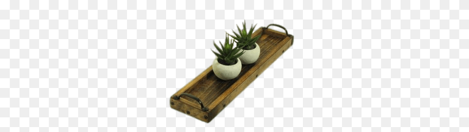 Two Succulent Plants On Wooden Tray, Plant, Potted Plant, Jar, Planter Free Transparent Png