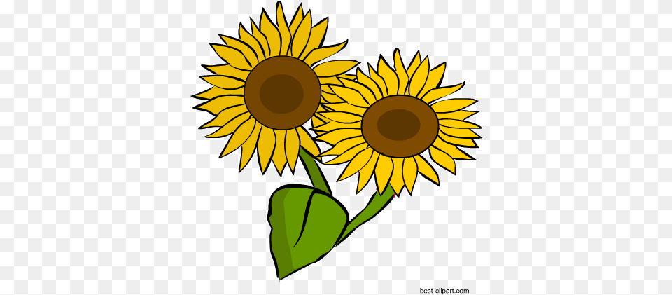 Two Sunflowers Clip Art Image Sunflower, Flower, Plant Png