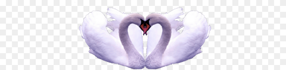 Two Swans Make Heart Shape Swan, Animal, Bird, Bear, Mammal Png