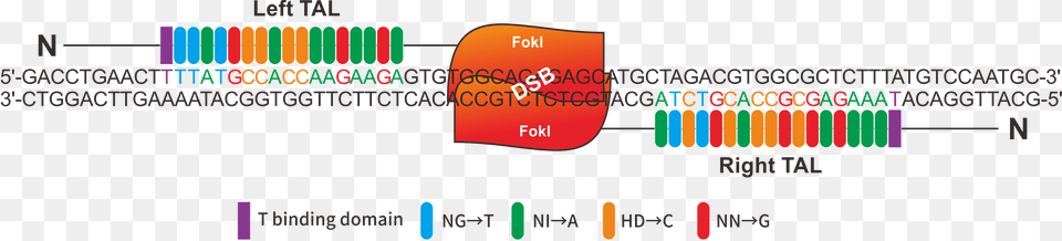 Two Talens Are Shown Assembled At A Target Sequence Diagram, Chart, Plot, Text Free Png