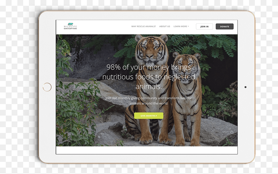Two Tiger Wallpaper Hd, Animal, Mammal, Wildlife Free Transparent Png