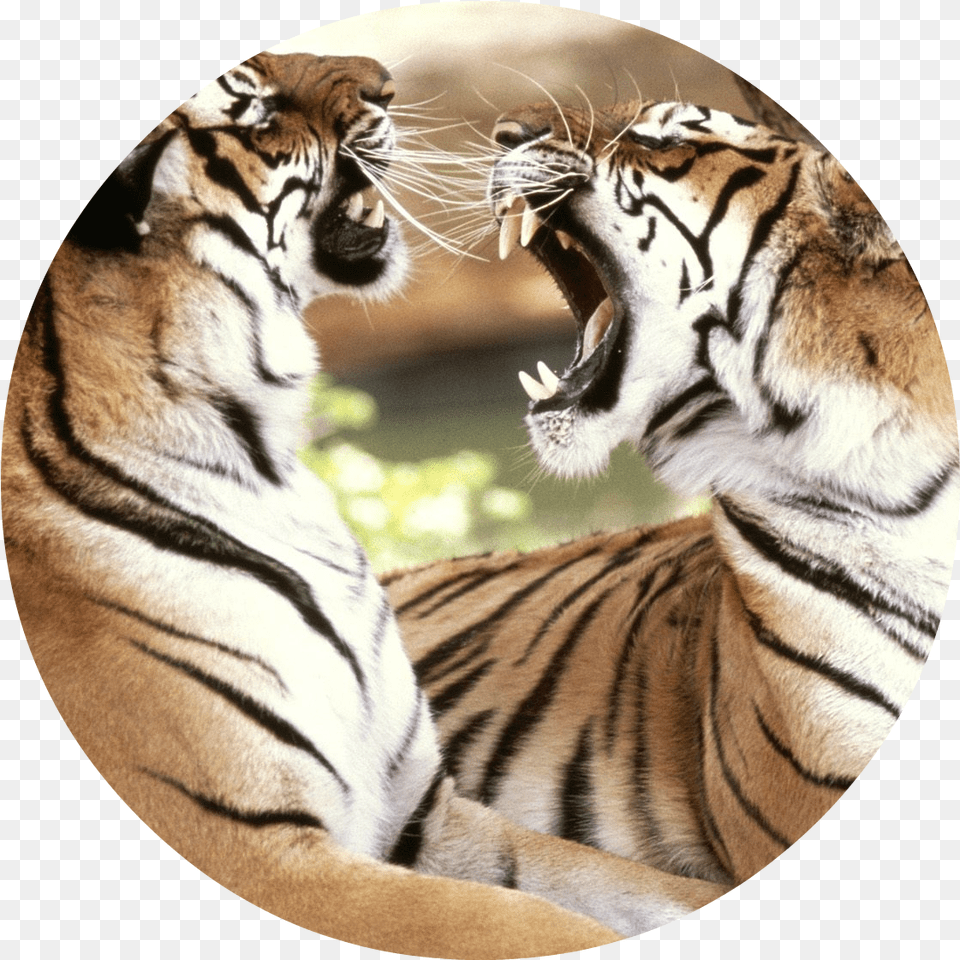 Two Tigers 4k Wallpaper Howl Tights Bag Handbag Purse Tote Shopper, Animal, Mammal, Tiger, Wildlife Png