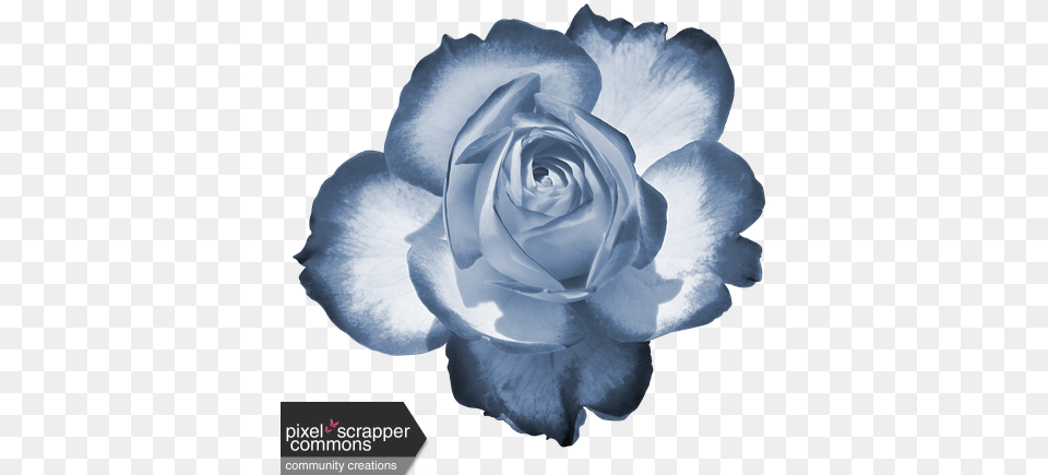 Two Tone Rose 1 Graphic Flowers Dp For Whatsapp, Flower, Plant, Petal, Nature Png