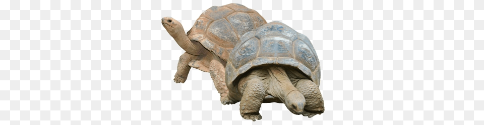 Two Tortoises, Animal, Reptile, Sea Life, Tortoise Free Transparent Png