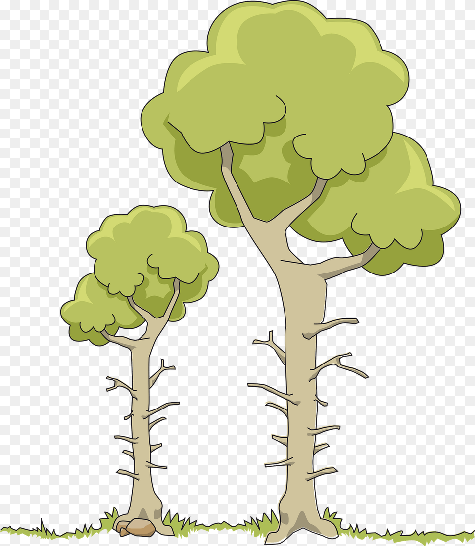 Two Trees Clipart, Plant, Tree, Art, Drawing Png