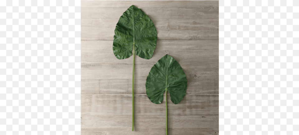 Two Tropical Leaves Against A Wooden Background Leaf, Plant Png Image