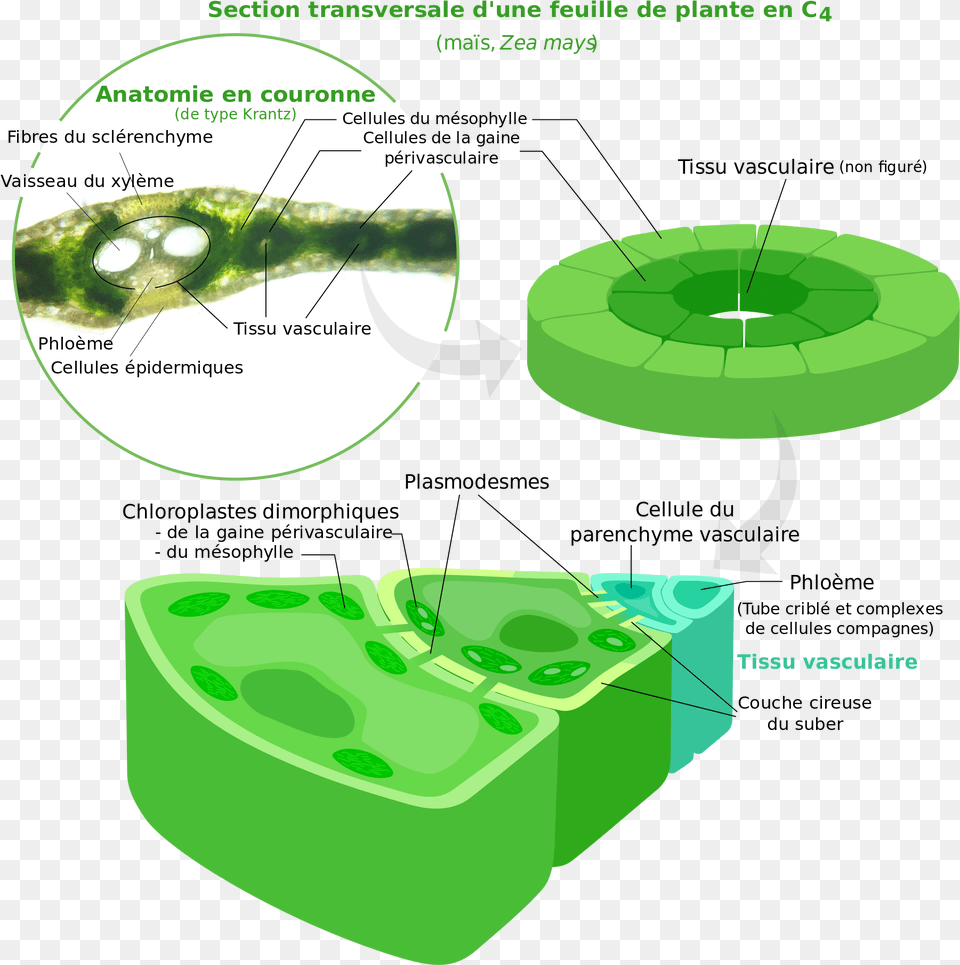 Two Types Of Chloroplast, Hot Tub, Tub Free Transparent Png