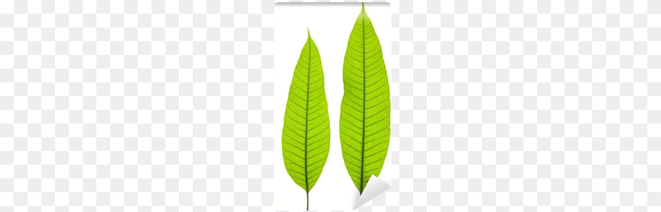 Two Young Mango Leaves Isolated On The White Background Fern, Leaf, Plant, Animal, Reptile Png