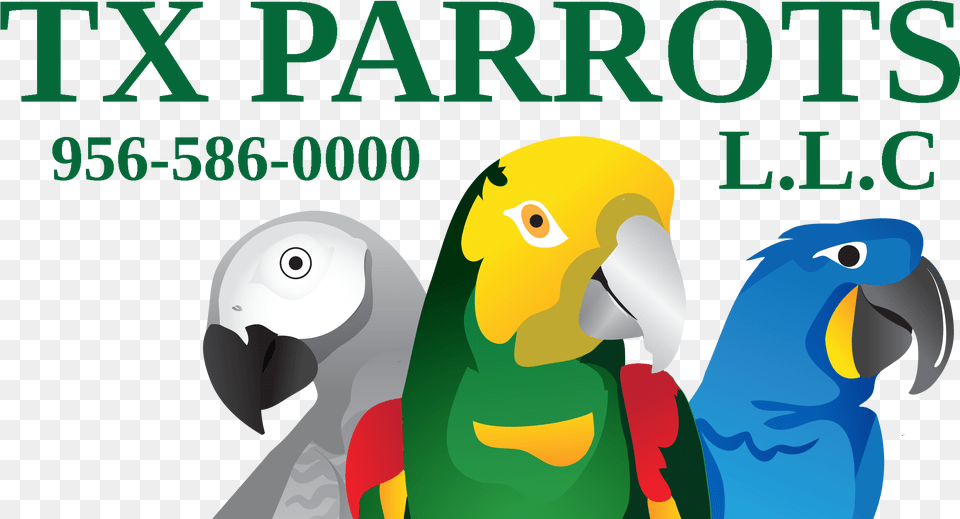Tx Parrots L C Parrot, Animal, Beak, Bird, Baby Png Image