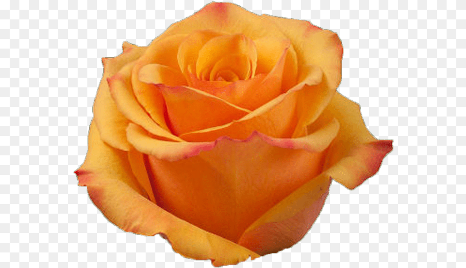 Tycoon Deep Orange Rose Garden Roses, Flower, Plant, Petal Png