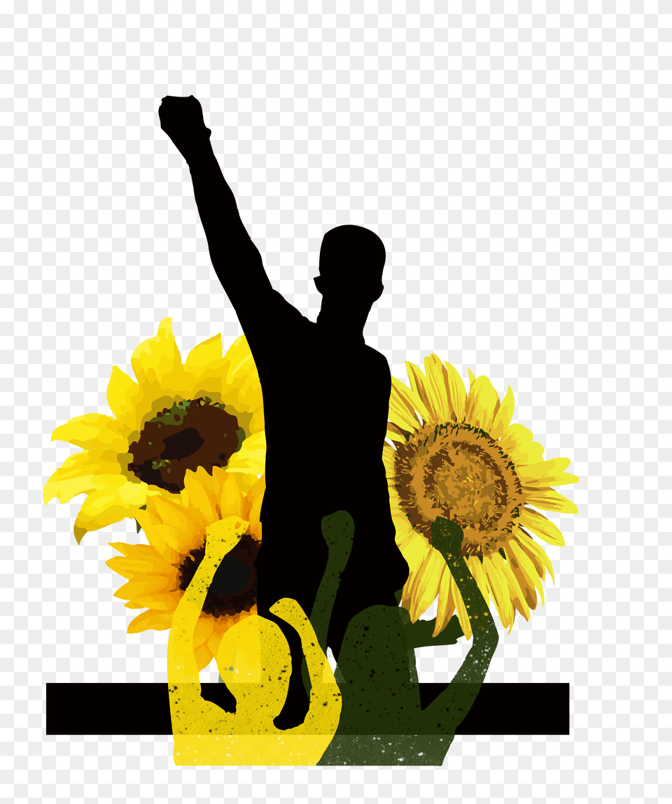 Tyler The Creator The Temple News, Flower, Plant, Sunflower, Adult Png