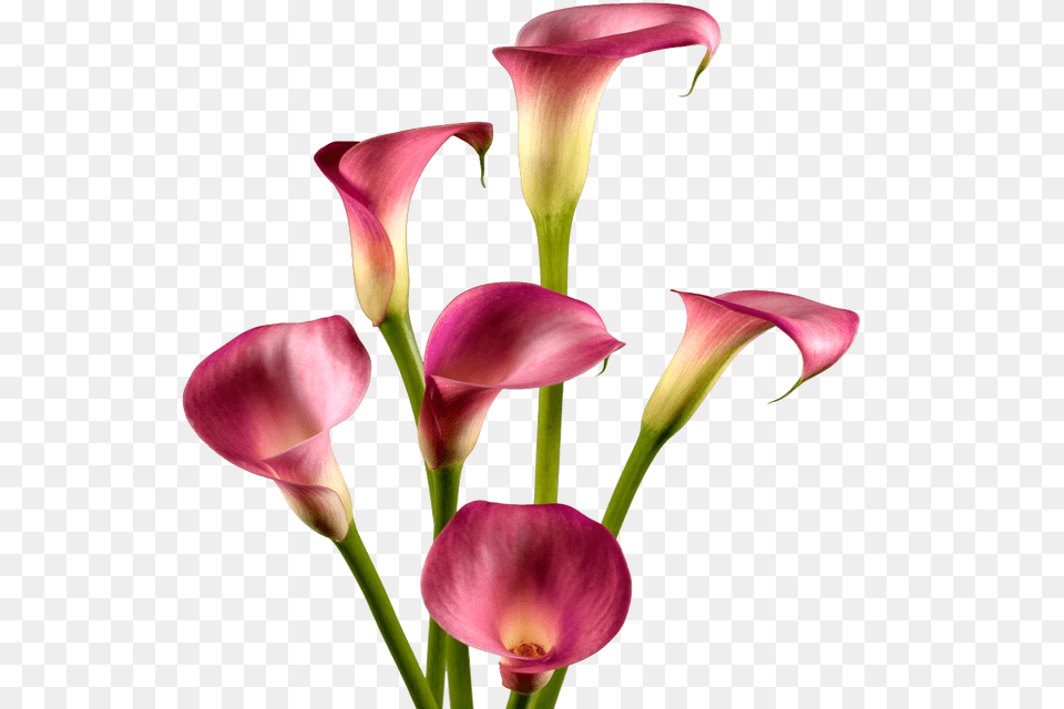 Type Hugh Burch Calla Lilies, Flower, Petal, Plant, Flower Arrangement Free Png