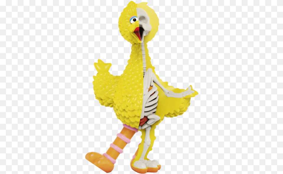 Type Of Bird Is Big Bird, Baby, Person Free Png Download