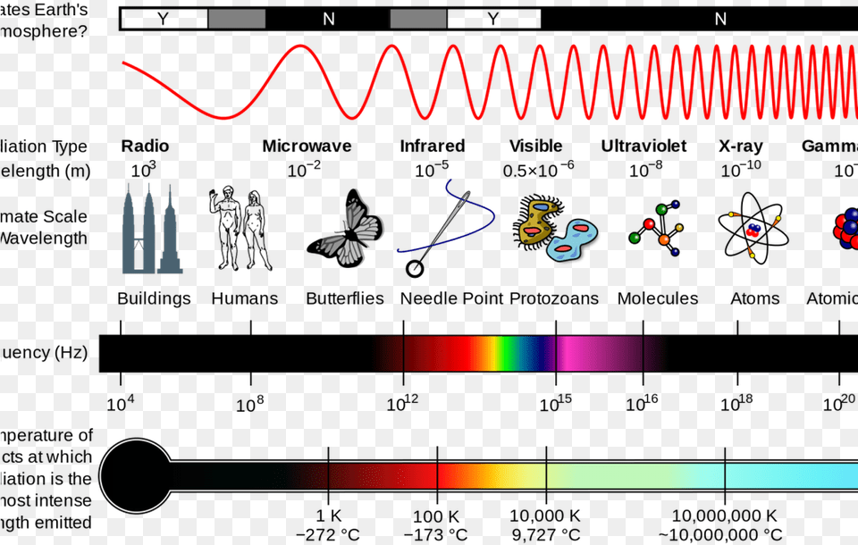 Type Of Electromagnetic Radiation Has The Shortest, Animal, Bird Png