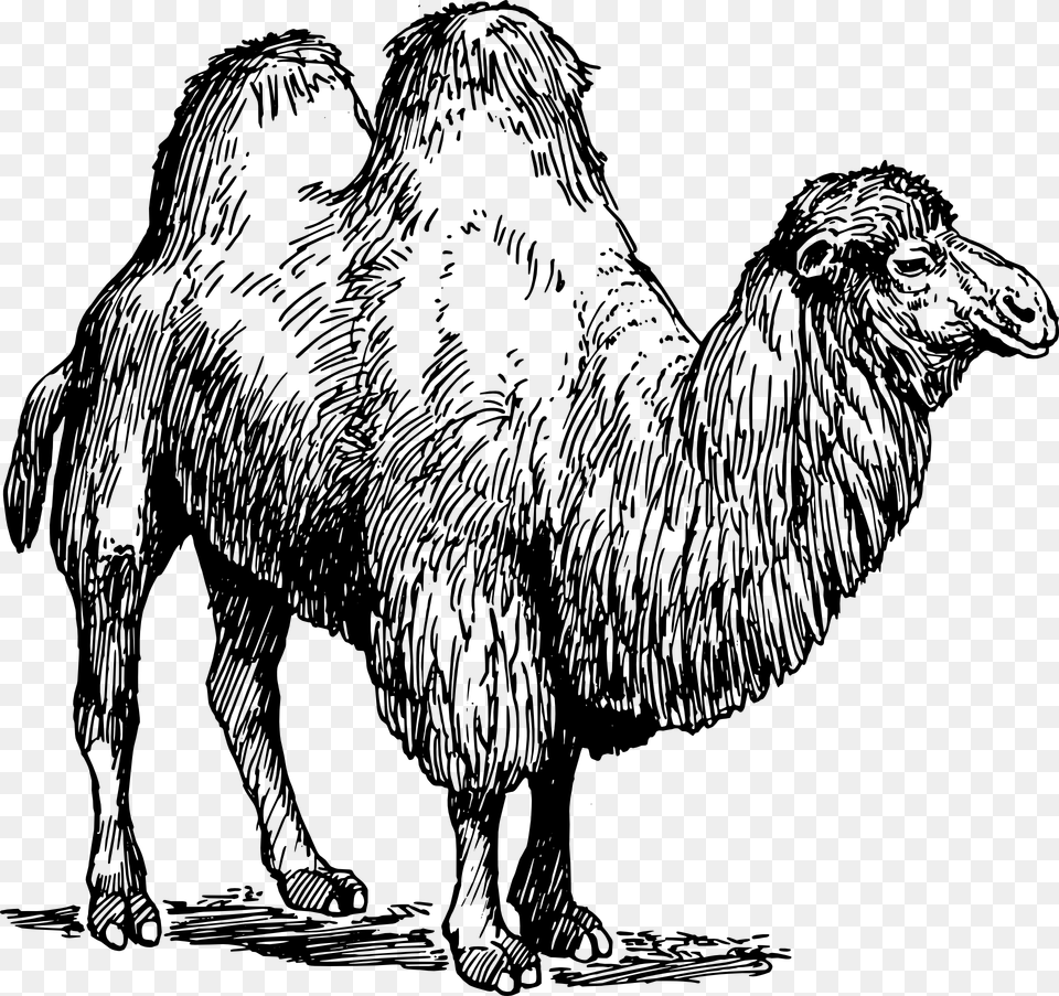 Types Of Animal Fibres, Camel, Mammal, Person Free Png