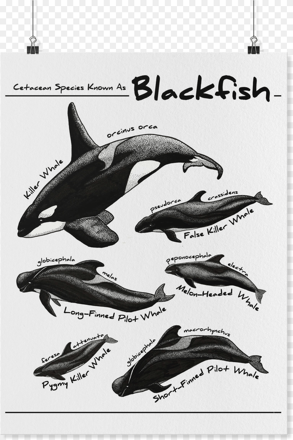 Types Of Blackfish Dolphins, Animal, Fish, Sea Life, Shark Free Png Download
