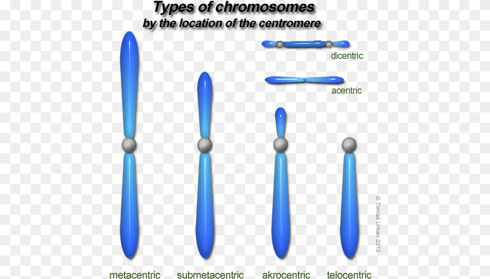 Types Of Chromosomes On The Basis Of Centromere, Cutlery, Device Free Png Download