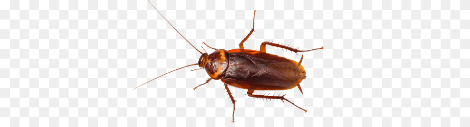Types Of Cockroaches In New York, Animal, Insect, Invertebrate, Cockroach Free Transparent Png