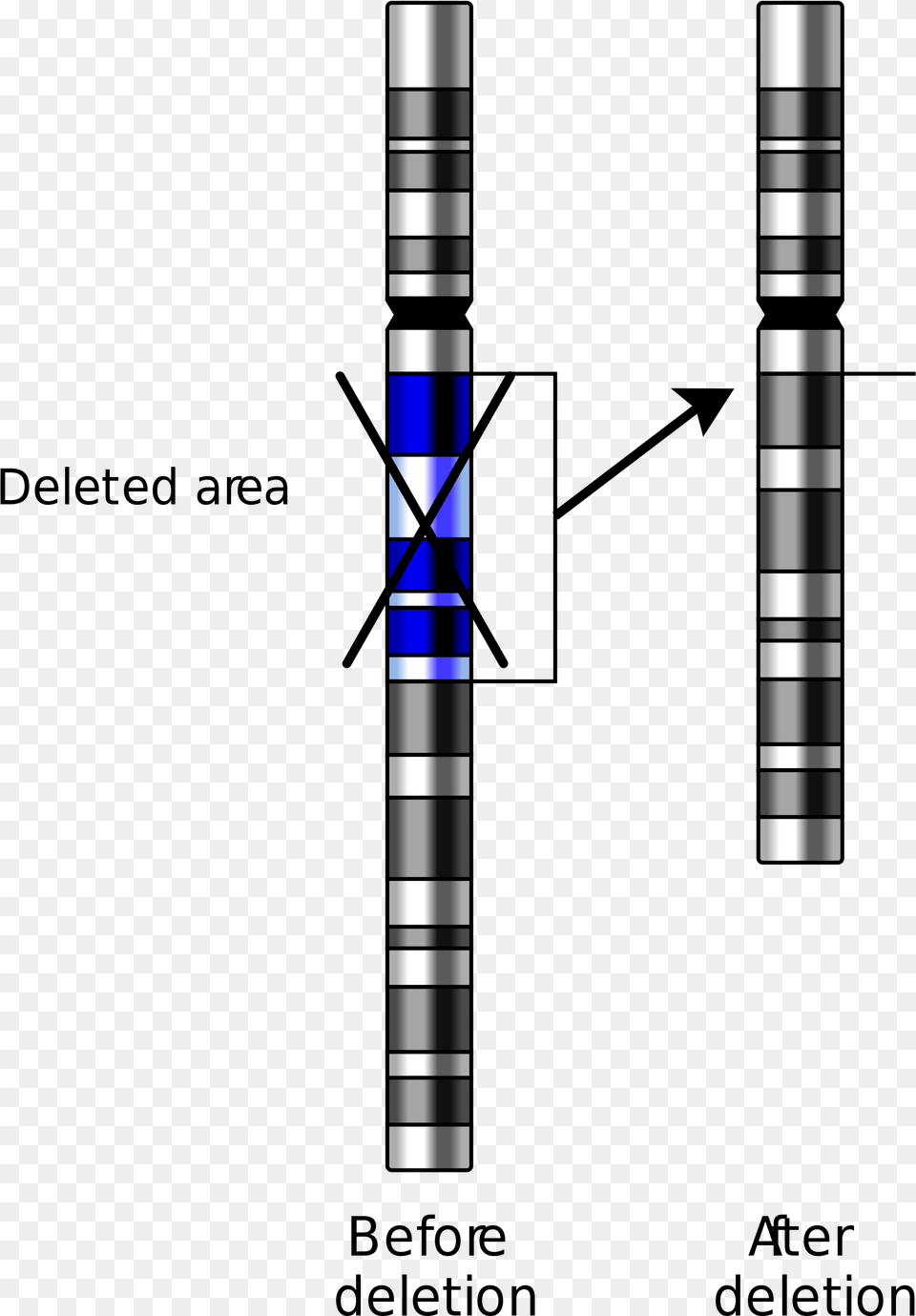 Types Of Dna Mutations, Sword, Weapon Free Transparent Png