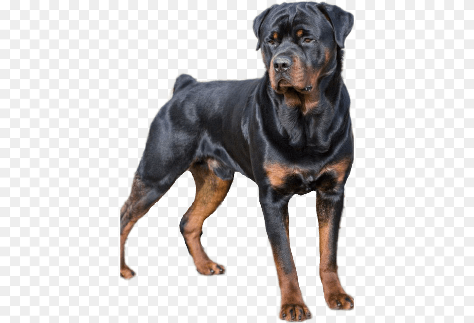 Types Of Dogs, Animal, Canine, Dog, Mammal Png