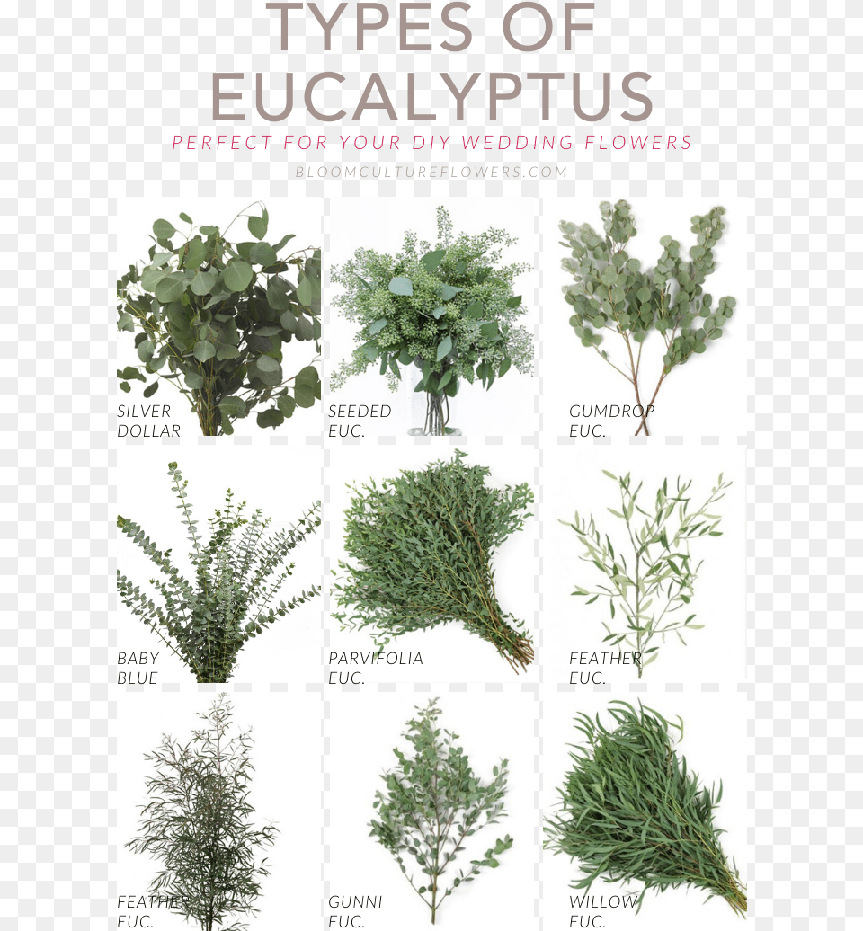 Types Of Eucalyptus Seeded Eucalyptus, Herbal, Herbs, Plant, Leaf Free Transparent Png