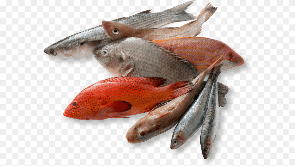 Types Of Fishes For Eating, Animal, Fish, Sea Life, Herring Png