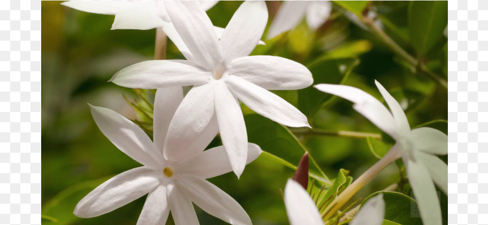 Types Of Jasmine Flower, Plant, Amaryllidaceae, Geranium, Petal Free Png