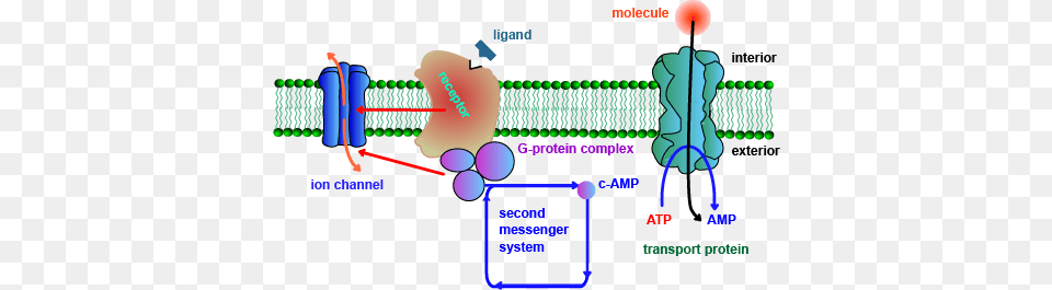 Types Of Membrane Protein 3 Types Of Proteins In Cell Membrane, Dynamite, Weapon Free Png