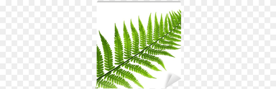 Types Of Plants Kingdom, Fern, Plant, Leaf Free Png Download