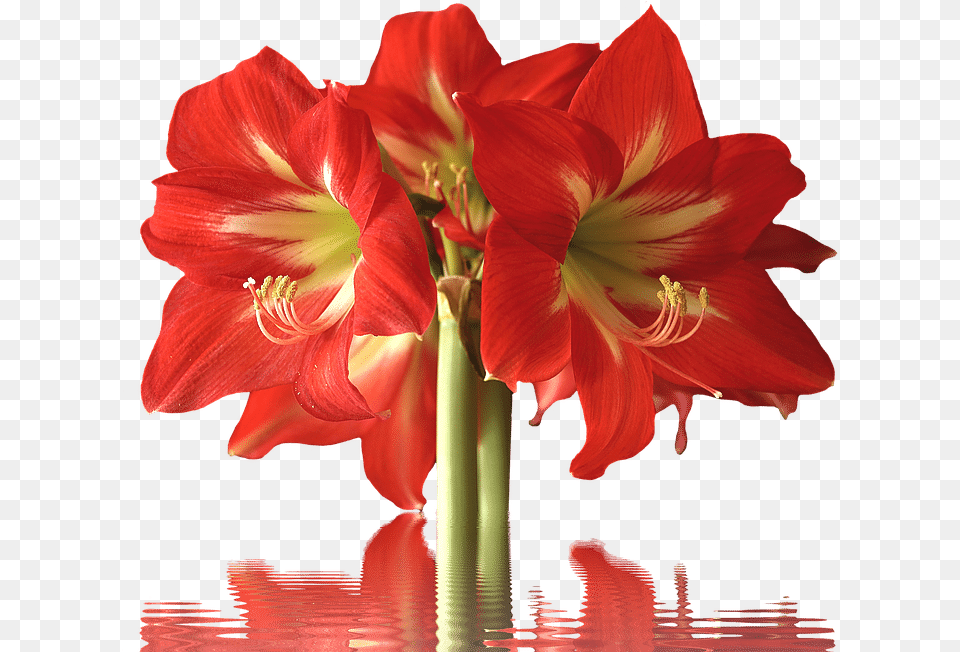 Types Of Red Flowers With Pictures Flowerglossary Red Flower Long Stem, Plant, Amaryllis Png