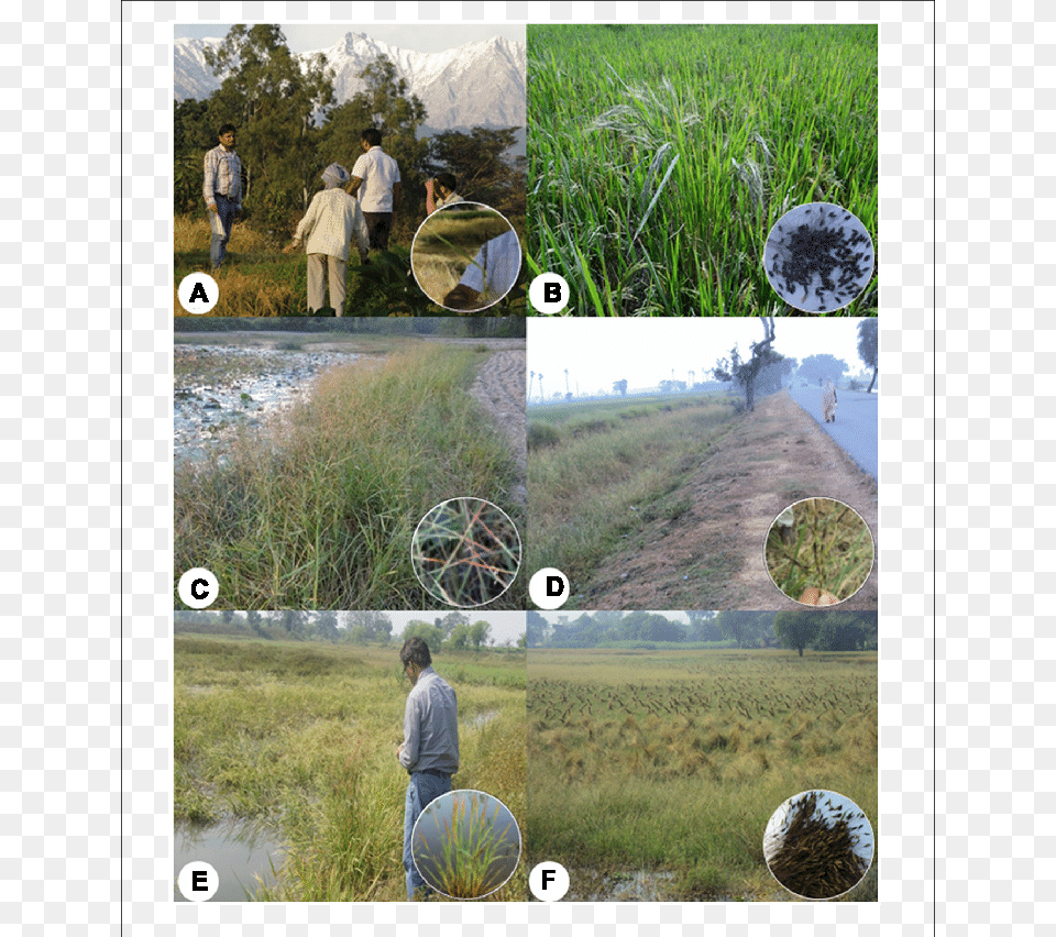 Typical Ecological Habitats At The Collection Sites Rice, Land, Art, Collage, Field Png