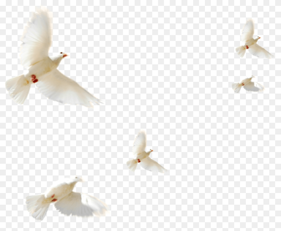 Typical Pigeons, Animal, Bird, Pigeon, Dove Free Png Download