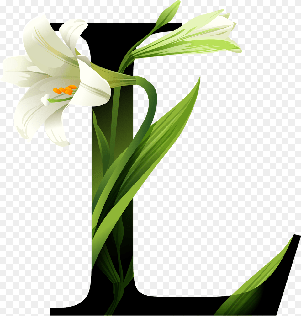 Typography, Flower, Plant, Lily, Amaryllidaceae Free Png