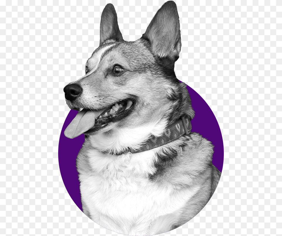 Typs Of Daog, Animal, Canine, Dog, Husky Free Png